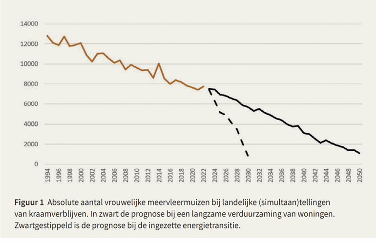 Grafiek met afname en prognose van de aantallen meervleermuis