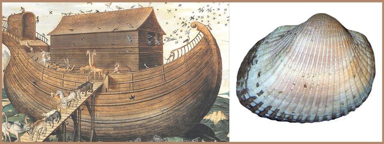 Links: detail uit een schilderij van de Ark van Noach uit 1570, door Simon de Myle. Rechts: Aziatische arkschelp uit de Oosterschelde, in vorm deels overeenkomend, al lopen de 'planken' (ribben) niet horizontaal