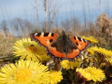 Kleine vos vroeg in het jaar, drinkend op klein hoefblad