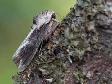 Donker exemplaar van de brildrager uit de Belgische Ardennen