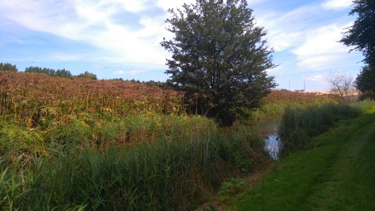 Reuzenberenklauw kan enorme haarden vormen, zoals hier langs het water