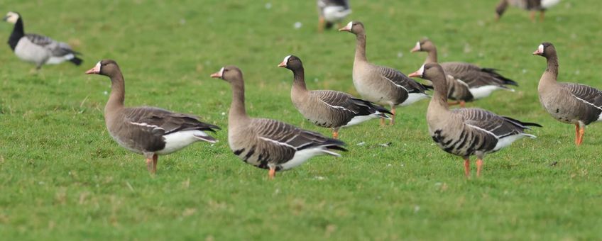 Dwerggans, kolganzen en brandgans