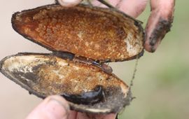 John Melis marmergrondelmannetje bewaaktt nest in schelp zoetwatermossel
