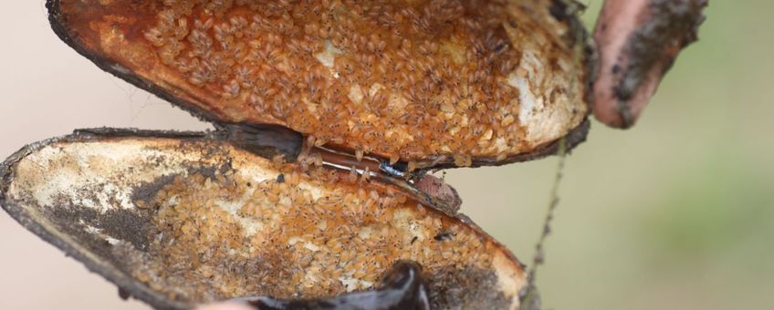 marmergrondelmannetje bewaaktt nest in schelp zoetwatermossel