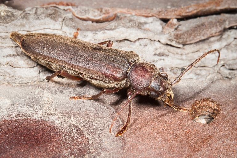 De boktor Arhopalus rusticus op een dode den