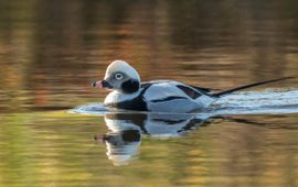 Gerke Visser (Fotogalerij Vogelbescherming) IJseend breedbeeld