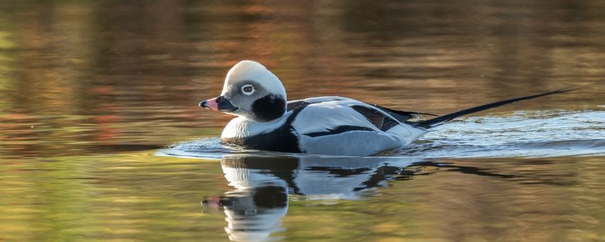 IJseend breedbeeld