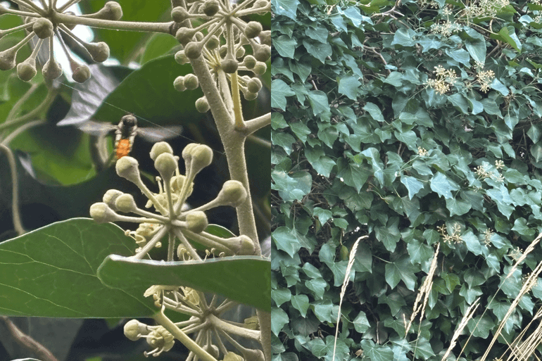 Door gefaseerd te snoeien behoud je nectar in het najaar &eacute;n bessen in het voorjaar