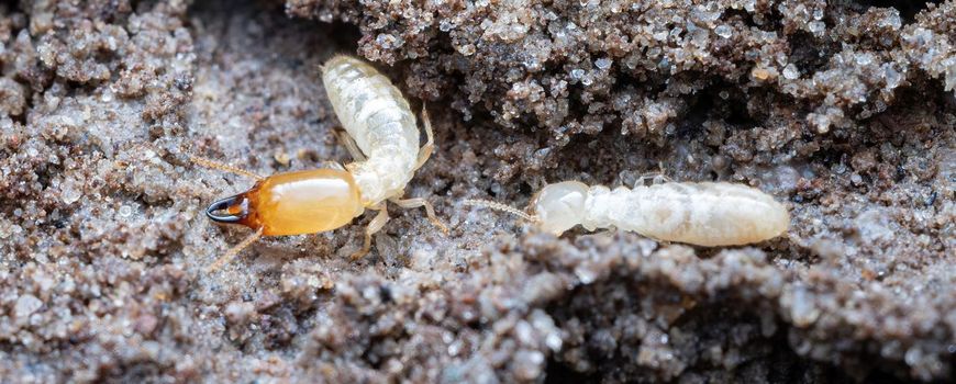 Nature Today |  A termite’s first settlement in the Netherlands
