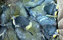 Koolmezen in nestkast