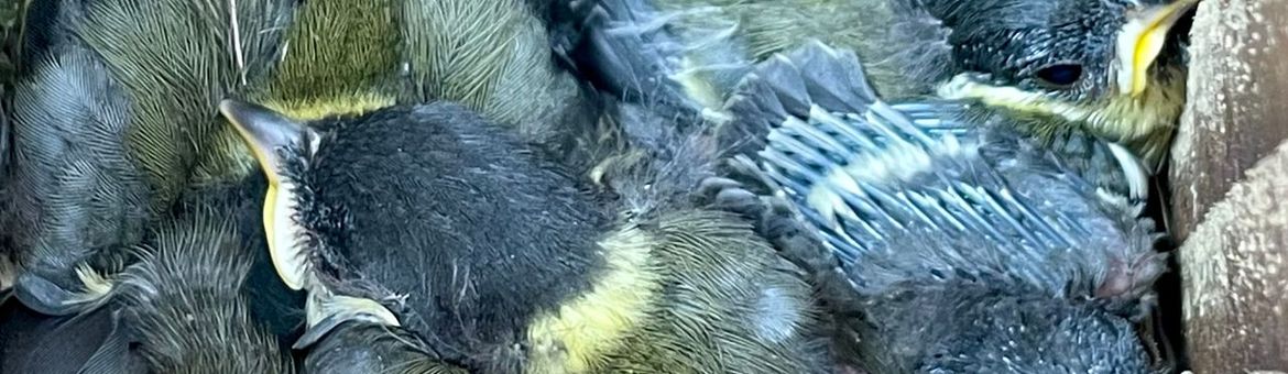 Koolmezen in nestkast