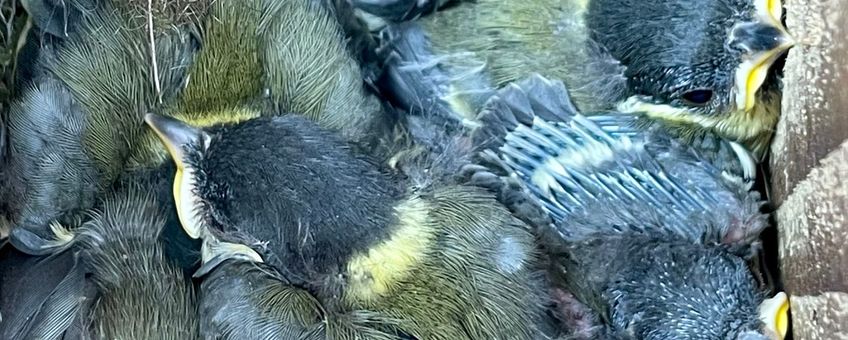 Koolmezen in nestkast