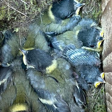 In de afgelopen 71 jaar werden in totaal 30.446 koolmeesbroedsels gevolgd. In die periode zijn er 224.475 eieren gelegd, waarna er 140.076 jongen uitvlogen. Dit is een klein aantal van die jongen, van een nest in mei 2024