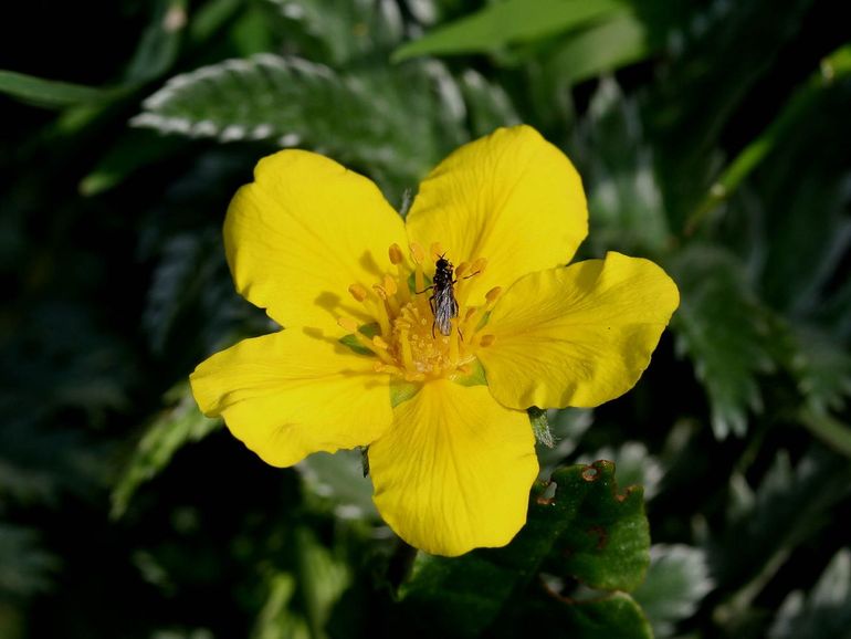 Een kleine bezoeker in een zilverschoonbloem