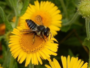 Een van de wilde bijen, de tuinbladsnijder