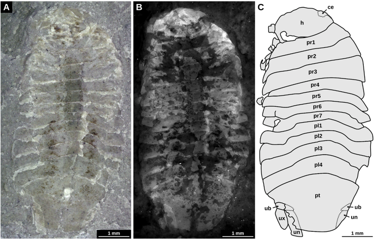 Gelrincola winterswijkensis. A: Opname met een lichtmicroscoop. B: Opname met een fluoriscentiemicroscoop. C: Interpretatietekening