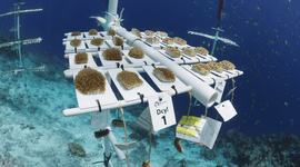 Coral Nursery