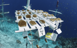 Coral Nursery