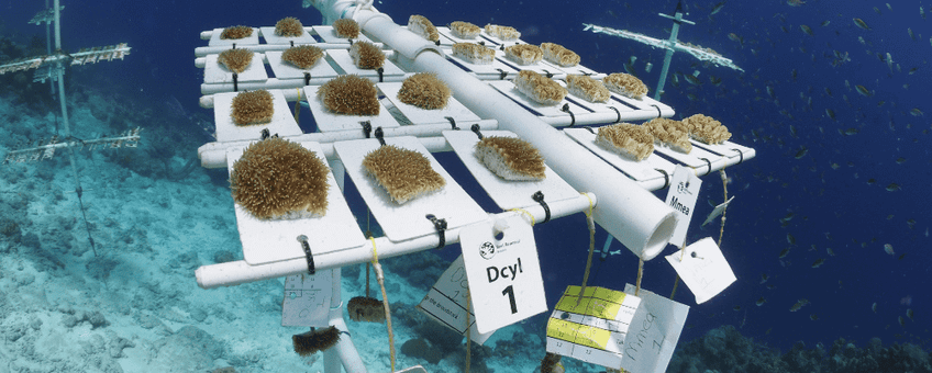 Coral Nursery