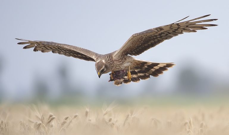 Female bringing prey to her chicks