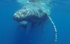 Humpback Whale mother with calf spotted in the waters around Saint-Martin