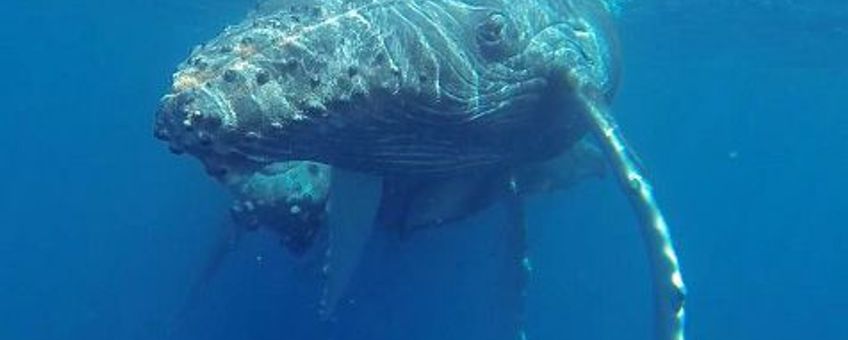 Humpback Whale mother with calf spotted in the waters around Saint-Martin