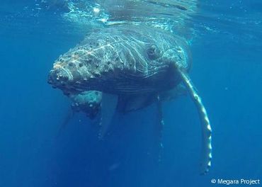 Humpback whale mother with calf