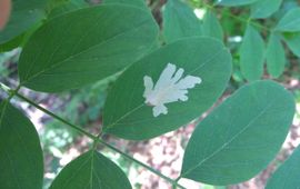 Leon Wieteler Mijn bladmineermot Parectopa robiniella en blad Robinia van bovenaf