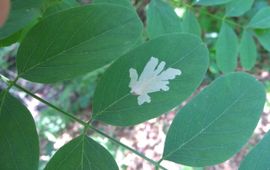 Mijn bladmineermot Parectopa robiniella en blad Robinia van bovenaf