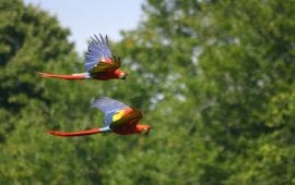 Jonker/Innemee Cityparrots.org Geelvleugelara's Nape en Toos