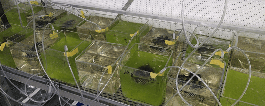 Proefopstelling met algen-consumerende mosselen nadat de mosselen psychofarmaceutica in hun cellen hebben opgenomen.