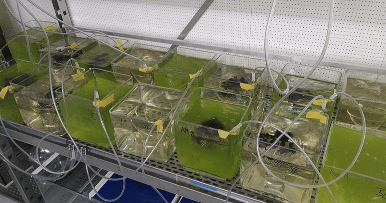 Proefopstelling waarin mosselen algen consumeren, die op hun beurt psychofarmaceutische middelen in hun cellen hebben opgenomen