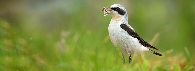 De tapuit wil achter insecten aanrennen. Dat kan niet als het duin vol is gegroeid door teveel reactief stikstof