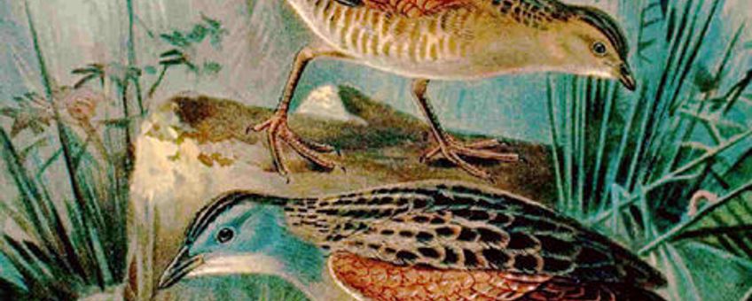 wikipedia Naturgeschichte der Vögel Mitteleuropas, Nauman