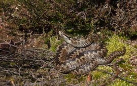 Jelger Herder Adder