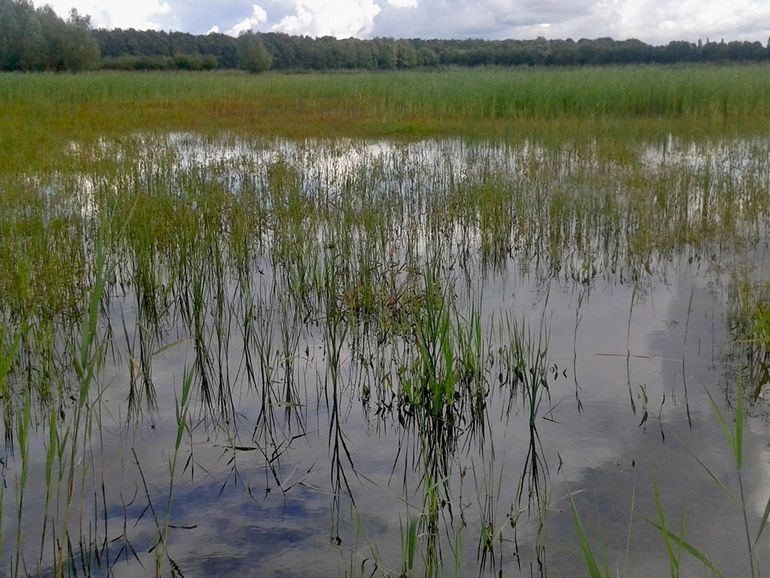 Het Voorsterveld, waar het uitsluipen van de kempense heidelibel is waargenomen