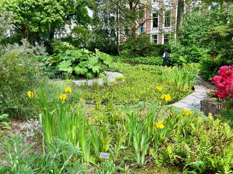 Gele lis in de Hortus Botanicus Amsterdam