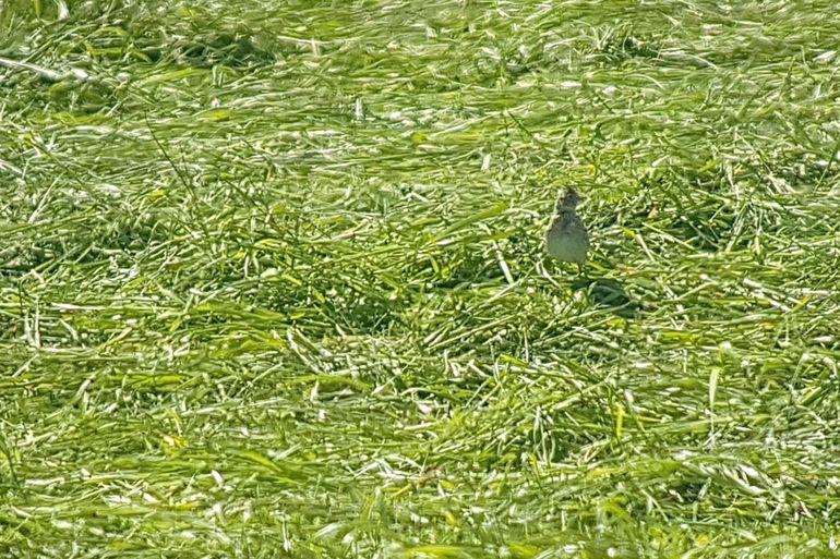 Mannetje veldleeuwerik met voer nabij zijn nest in grasklaver dat zojuist is gemaaid. De kuikens kunnen nog bedelend onder het gras in het nest zitten, maar de oudervogels kunnen het nest niet bereiken