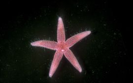 Asterias rubens, Gewone zeester