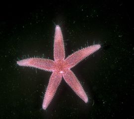 Asterias rubens, Gewone zeester