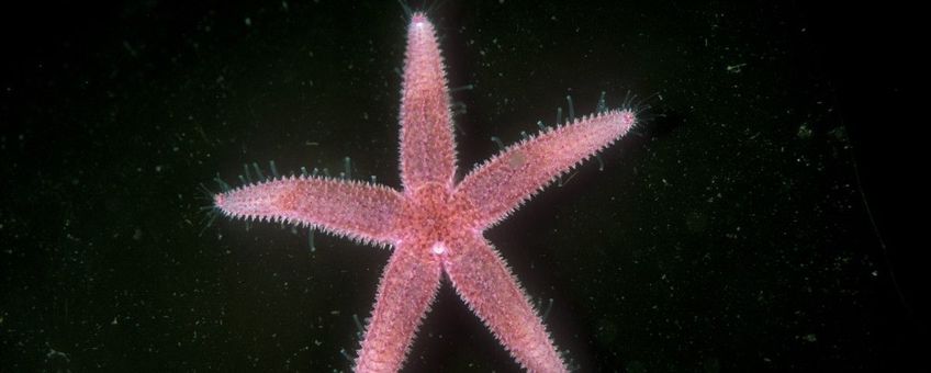 Asterias rubens, Gewone zeester