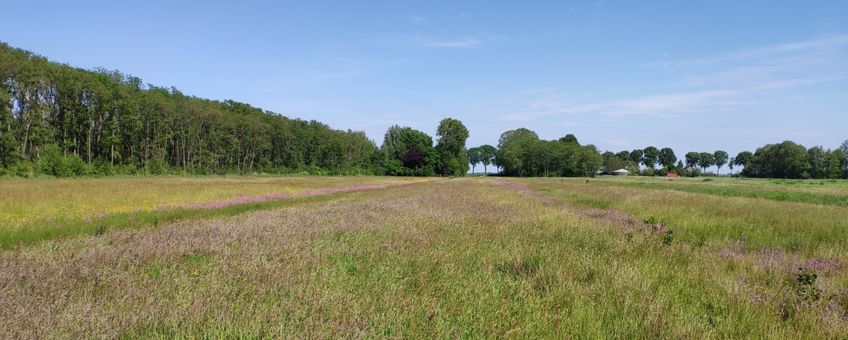 bloemrijk grasland - primair