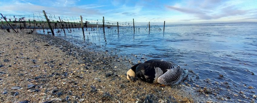 Brandgans op 6 november 2020 bij Ternaard, Friesland. Slachtoffer van hoogpathogene vogelgriep.