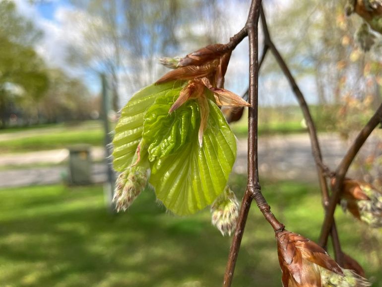 Begin bladontplooiing beuk op 10 april 2024 in Wageningen