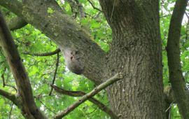 Nest met uitvlieggaten eikenprocessie vlinder