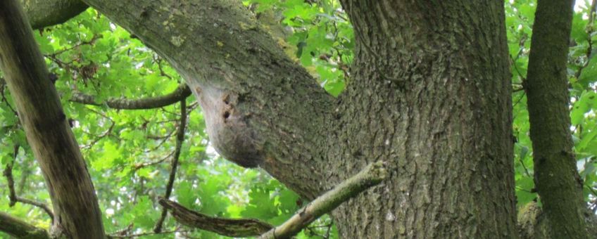 Nest met uitvlieggaten eikenprocessie vlinder