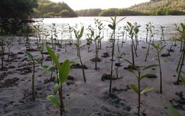 © Mangrove Adoption Program Mangroven