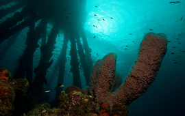 Salt Pier Bonaire