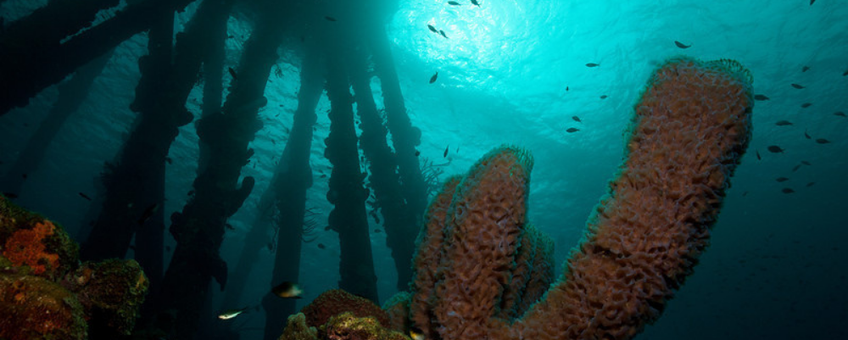 Salt Pier Bonaire