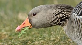 Grauwe gans